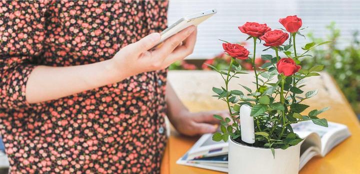 Actual product image Xiaomi Vegtrug Flower Care (Irrigation sensor)
