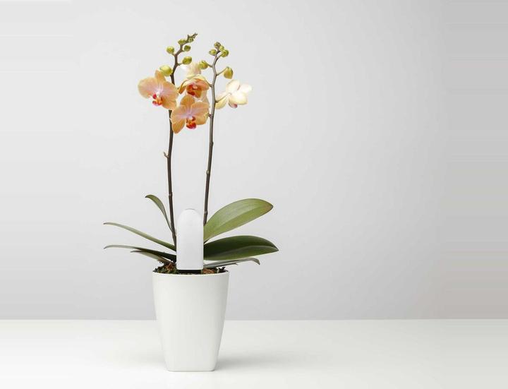 Actual product image Xiaomi Vegtrug Flower Care (Irrigation sensor)