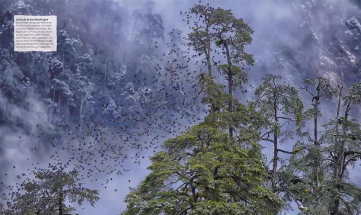Produktbild Bäume - Eine Natur- und Kulturgeschichte (Deutsch, Andrew Mikolajski, Michael Scott, Keith Rushforth, Dr. Ross Bayton, Agnes Pahler, 2022)