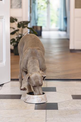 Immagine prodotto Designed by Lotte Ciotola per cani Meis (0.70 l)