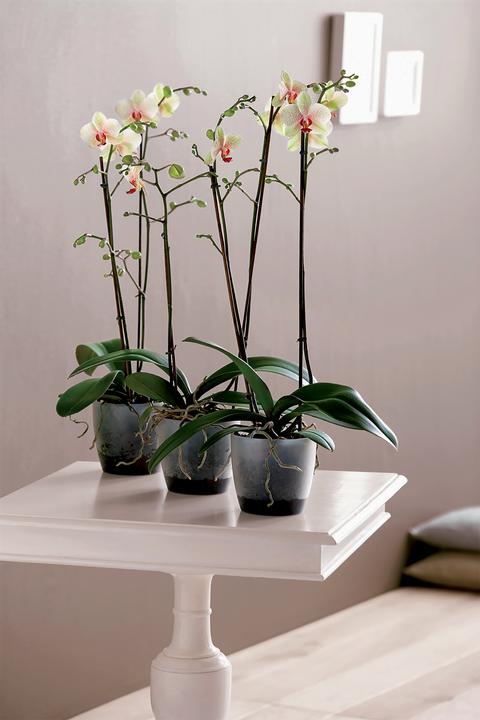 Immagine prodotto Elho Brussels (16 cm)