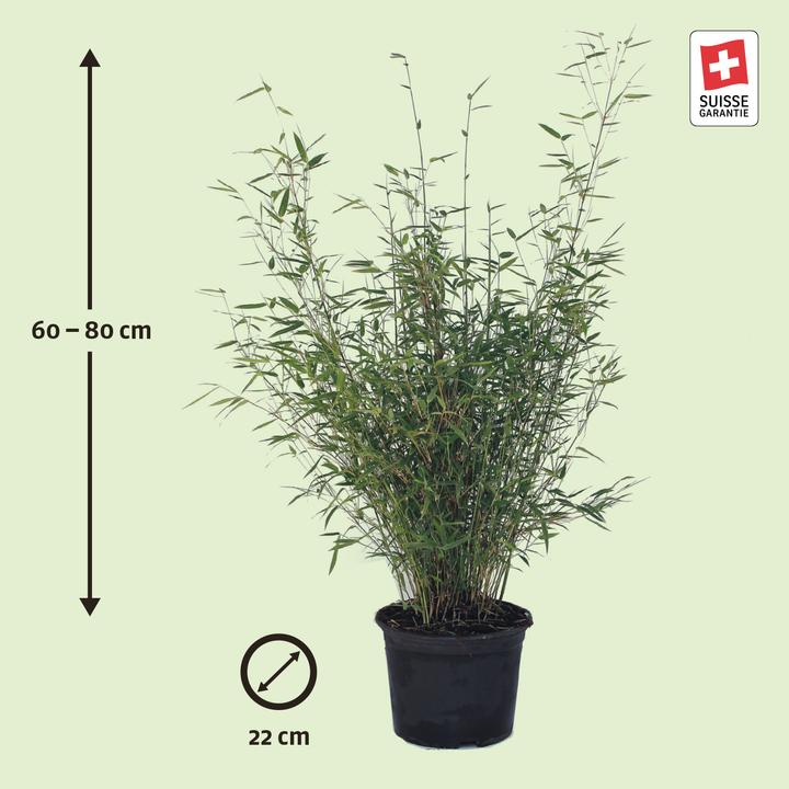 Produktbild Zulauf Garten-Bambus / Fargesia rufa (80 cm, Tierfreundlich)