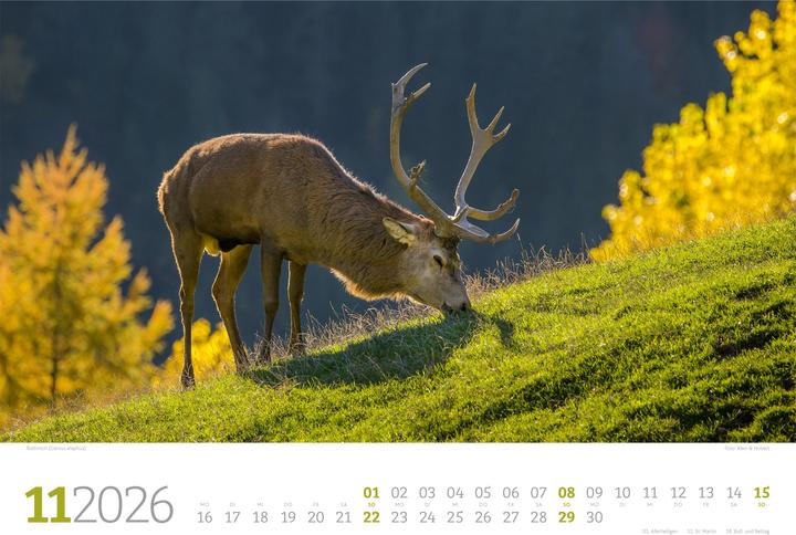 Actual product image Tierwelt Wald Kalender 2026 (45 x 33 cm, Hardcover, German)