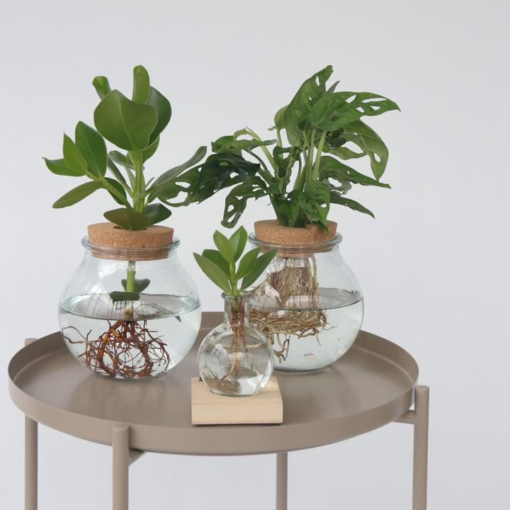 Actual product image Plant in a Box Monstera Adansonii 'Monkey Mask' - Window Leaf in Glass (35 cm)