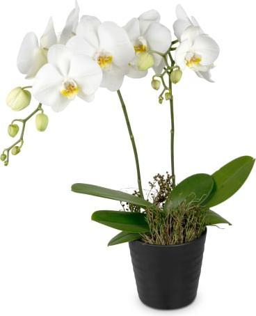 Produktbild Fleurop Weisse Orchidee (Phalaenopsis) im Cachepot (Schnittblumen)
