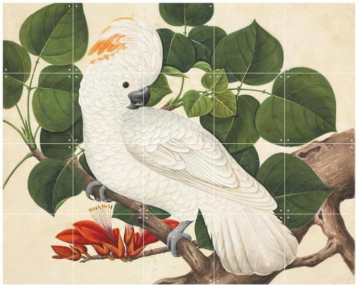 Actual product image Ixxi Cockatoo (80 x 100 cm)