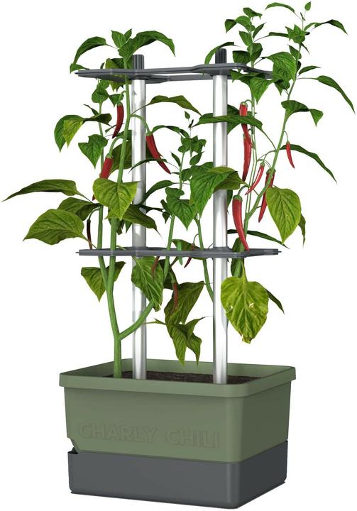 Immagine prodotto Gusta Garden Charly Chili (35 cm)