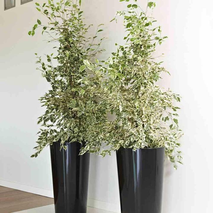 Actual product image Euro3plast Planter (33 cm)