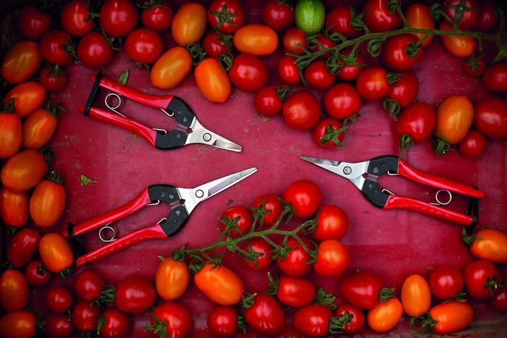 Immagine prodotto Felco Cesoie per fiori