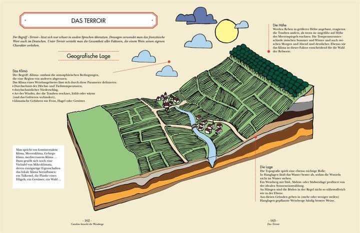 Produktbild Wein (Deutsch, Ophélie Neiman, DK Verlag, Carla Gröppel-Wegener, 2023)