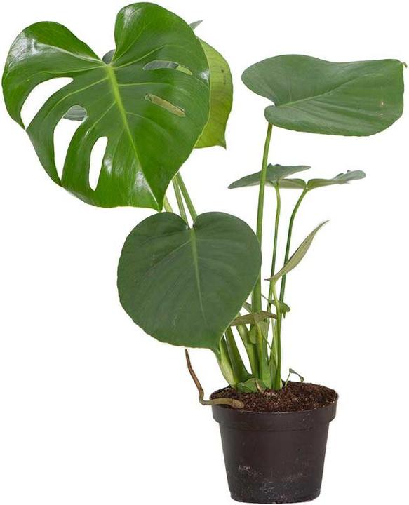 VEG and the City Liberia (75 cm)