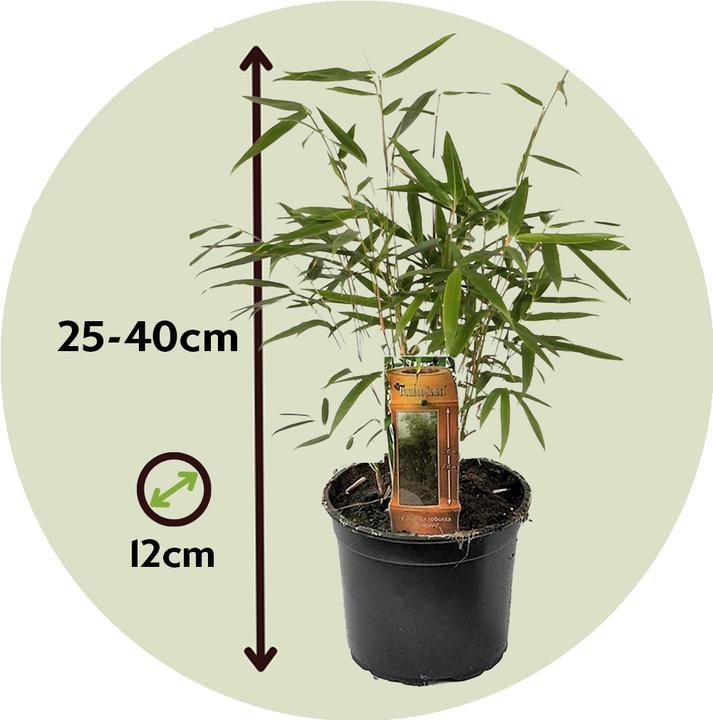 Image du produit Plant in a Box Fargesia rufa - Lot de 6 bambous parasols (25 cm)