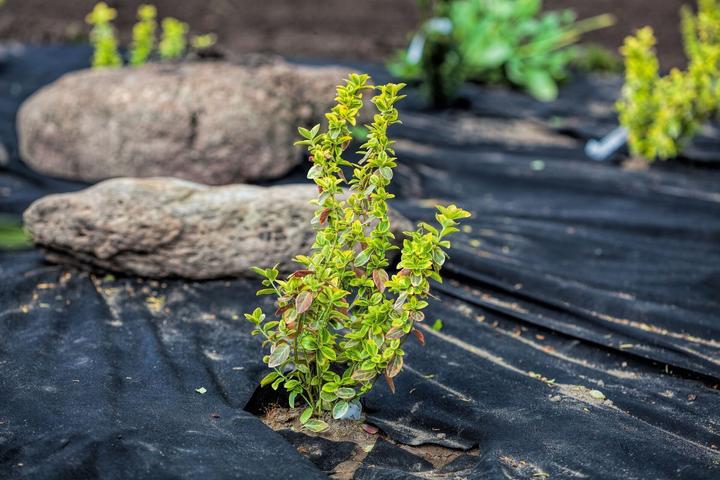 Immagine prodotto Aquagart 175m x 1m Unkrautvlies UV-Stabil mit 2 Oberflächen Gartenvlies Mulchvlies PES/PP
