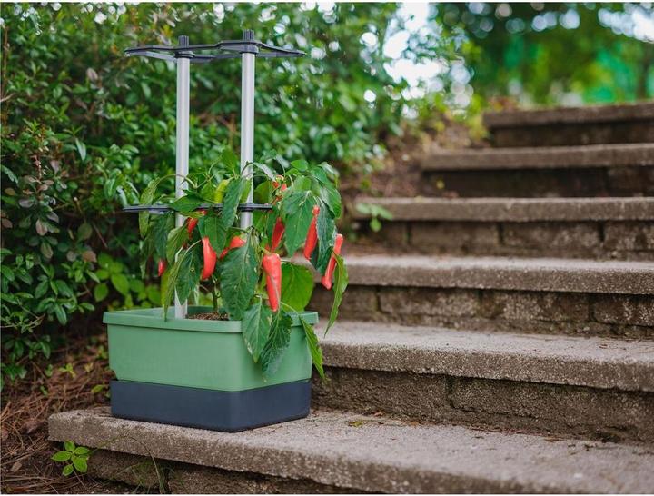 Immagine prodotto Gusta Garden Charly Chili (35 cm)