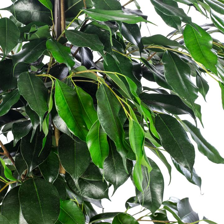Image du produit Flowerbox Figuier de Barbarie - Ficus benjamini (110 cm)