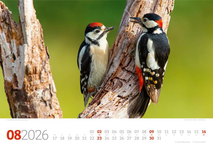 Actual product image Tierwelt Wald Kalender 2026 (45 x 33 cm, Hardcover, German)