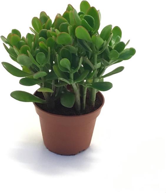 Rutishauser Blumen Crassula (20 cm)
