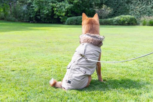 Immagine prodotto Designed by Lotte Cappotto per cani Philos (XXXL, Cappotto per cani)