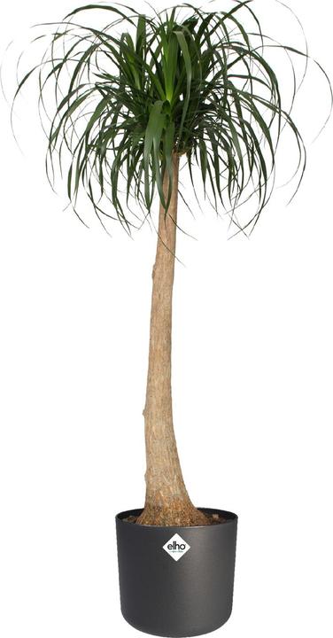 Actual product image Elho b.for soft (16 cm)