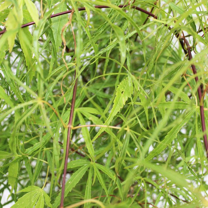 Immagine prodotto Zulauf Japanischer Fächer-Ahorn / Acer palmatum 'Koto-No-Ito' (80 cm)