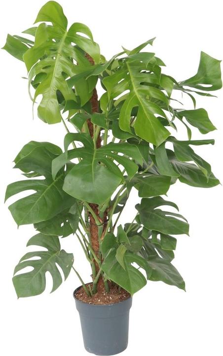 Immagine prodotto Plant in a Box Monstera Deliciosa - Maschera di scimmia su bastoncino (130 cm)