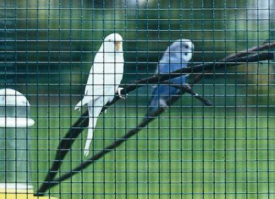 Actual product image Betafence Casanet wire mesh 19.0x1.40x1010 mm, 25 m