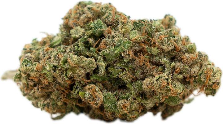 Herba di Berna Harlequin (100 g, Interno)