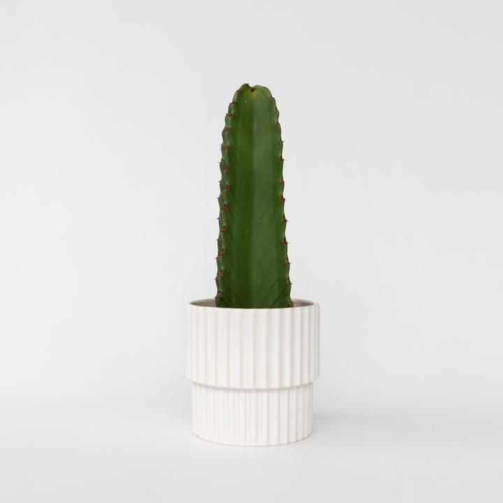 Produktbild Plant in a Box Euphorbia ingens - Cowboy-Kaktus (40 cm)