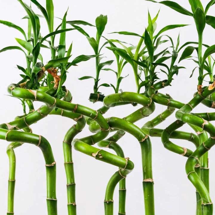 Produktbild Myflower Lucky Bamboo (Schnittblumen)