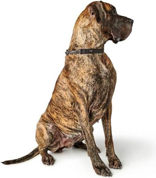 Immagine prodotto Hunter Collana con catena Aalborg (45, Cane)