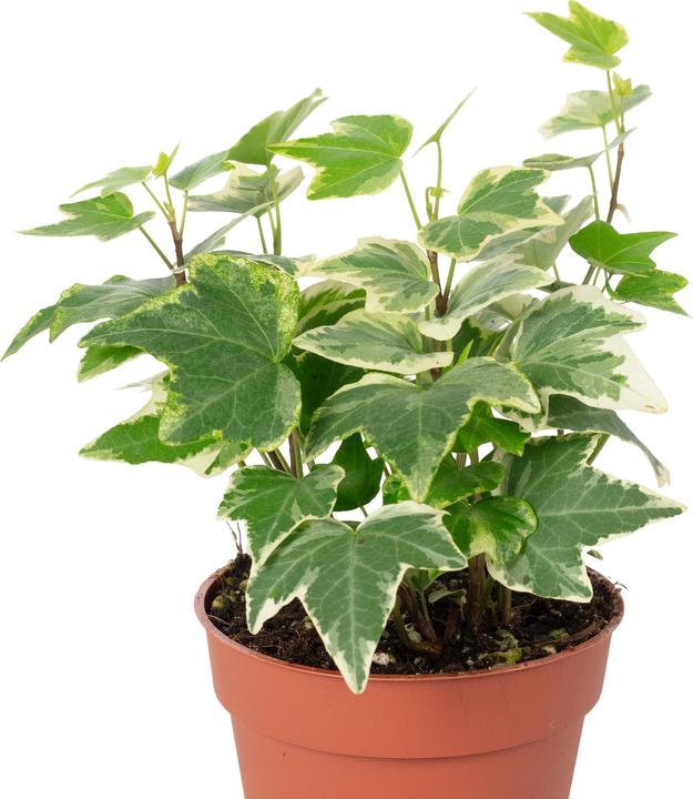 Image du produit Flowerbox Lierre commun- Hedera helix (15 cm)
