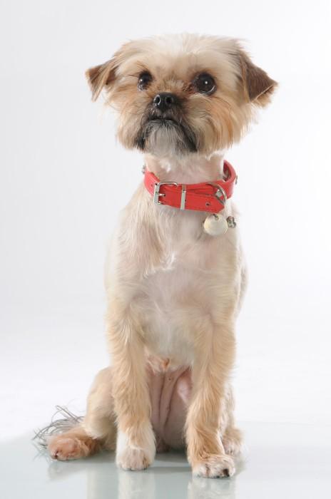 Immagine prodotto Mason Cash Ciotola per cani Cane Non Tip Lettered 21cm