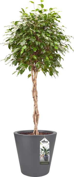 Image du produit Elho Jardinière Pure straight round plastique 65 H 68,5 cm anthracite (64 cm)