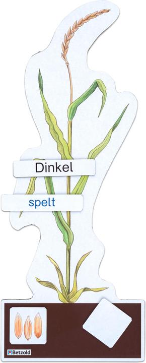 Produktbild Betzold Sparset Getreide bestimmen (Deutsch, Französisch, Englisch)