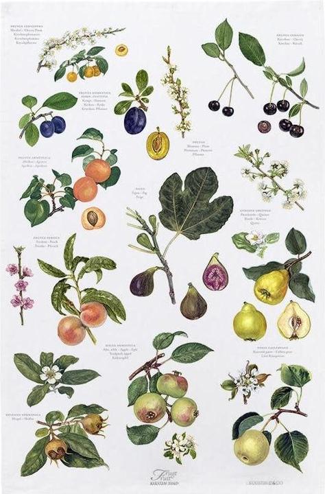 Øvrige Viskestykke TeaTowel 48x70 cm - Frugt (48 x 70 cm)