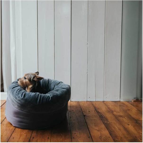Actual product image Hunter Dog and cat sleeping Miranda (Dog, Cat)