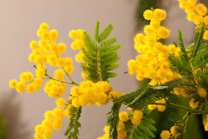 Produktbild Plant in a Box Acacia dealbata Mimosa - Mimosen 3er Set (40 cm)