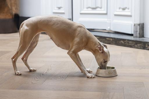 Actual product image Designed by Lotte Dog bowl Meis (0.35 l)