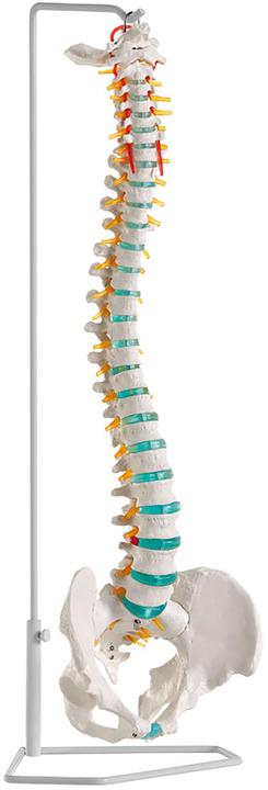 Image du produit Erler Zimmer Colonne vertébrale flexible