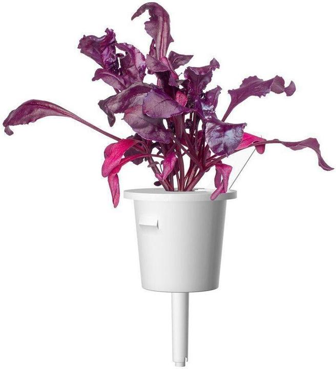Image du produit Click and Grow Graines Bette à carde (Graines de légumes)