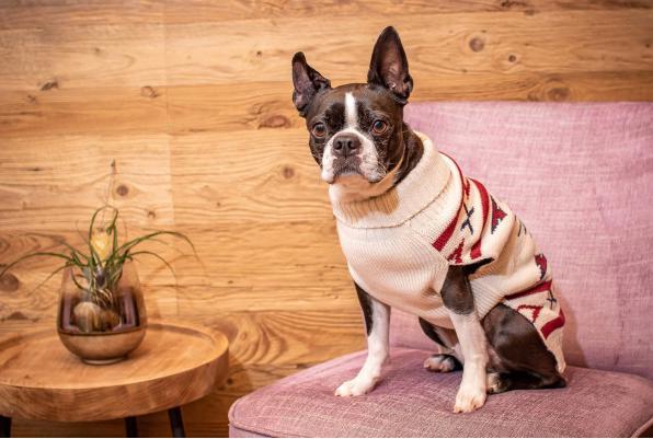 Immagine prodotto Chiara Ponticello LIMA (35, Maglione per cani)
