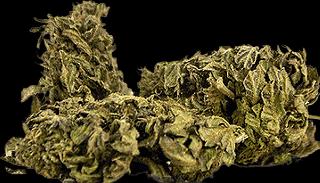 Herba di Berna Muffin ai mirtilli Outdoor 45g (45 g, Esterno)