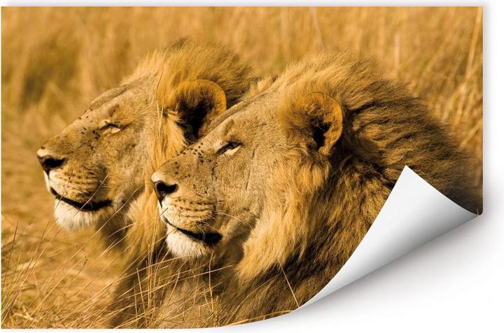 Actual product image National Geographic NG Lions pair (60 x 40 cm)