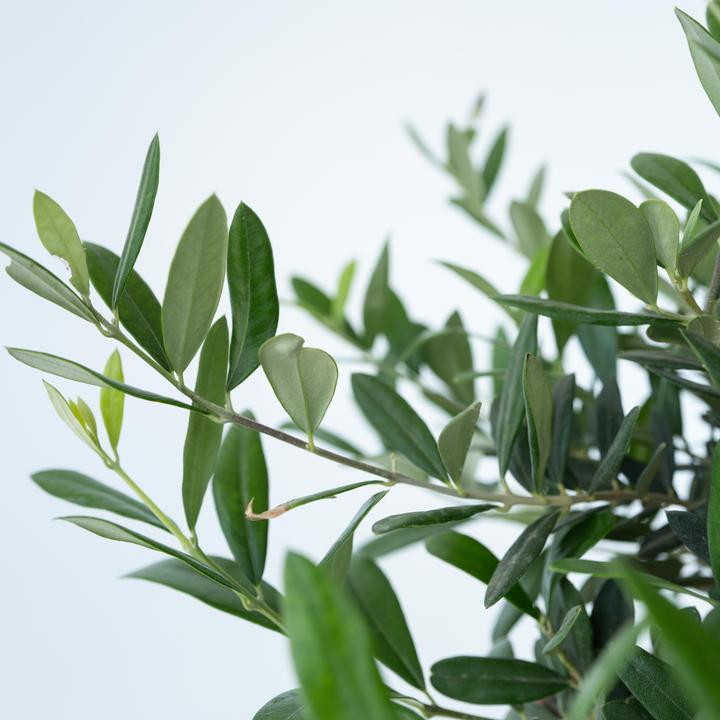 Image du produit Plant in a Box Olea Europaea - Olivier Bonsaï en coupe (40 cm)