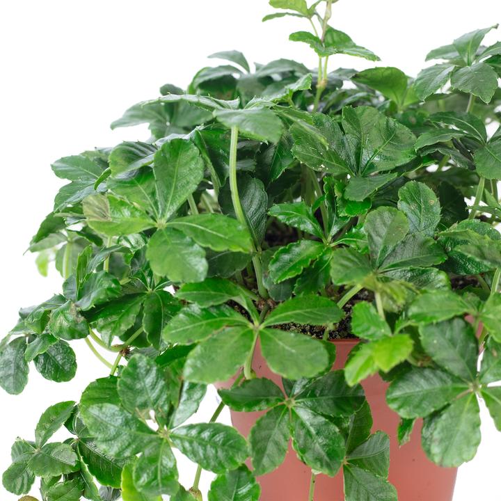 Immagine prodotto Flowerbox Vino da camera "Smit Verona Vein" - Parthenocissus striata (20 cm)