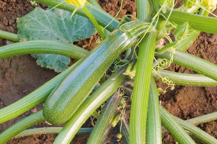 Actual product image Living Seeds Zucchini, Zuboda (Vegetable seeds)