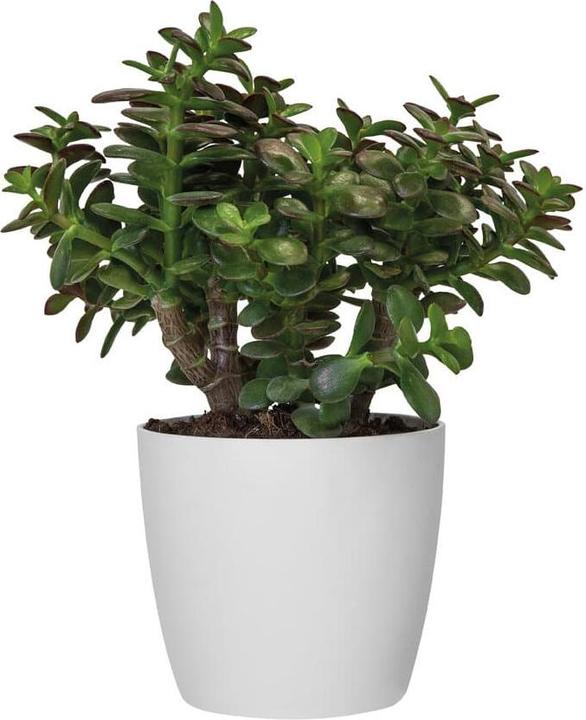 Immagine prodotto Elho Bruxelles (16 cm)