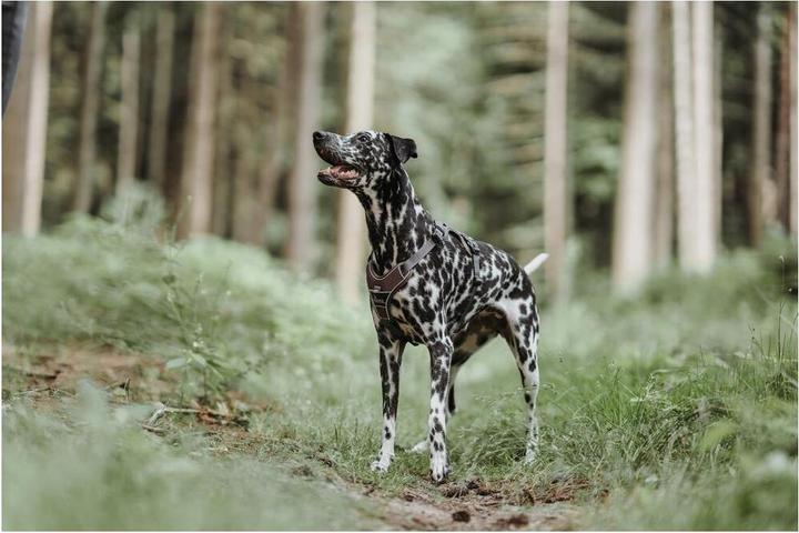 Produktbild Hunter Divo (L, Hund, Allgemein)