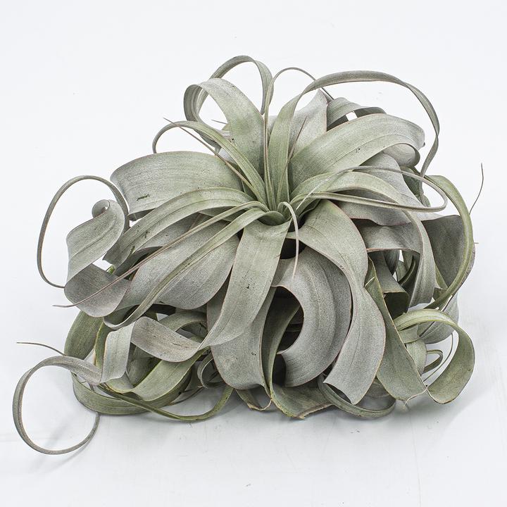 Immagine prodotto Kakteen Gautschi Tillandsia xerografica (15 cm)