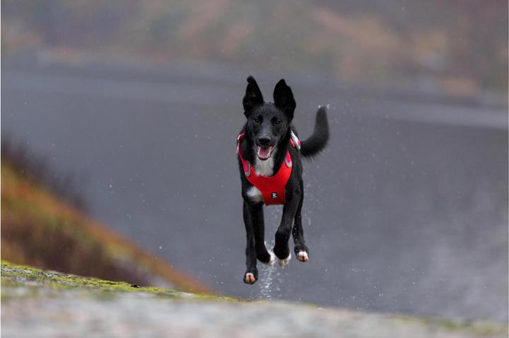 Produktbild Hurtta Weekend Warrior Geschirr, schwarz (M, Hund, Allgemein)